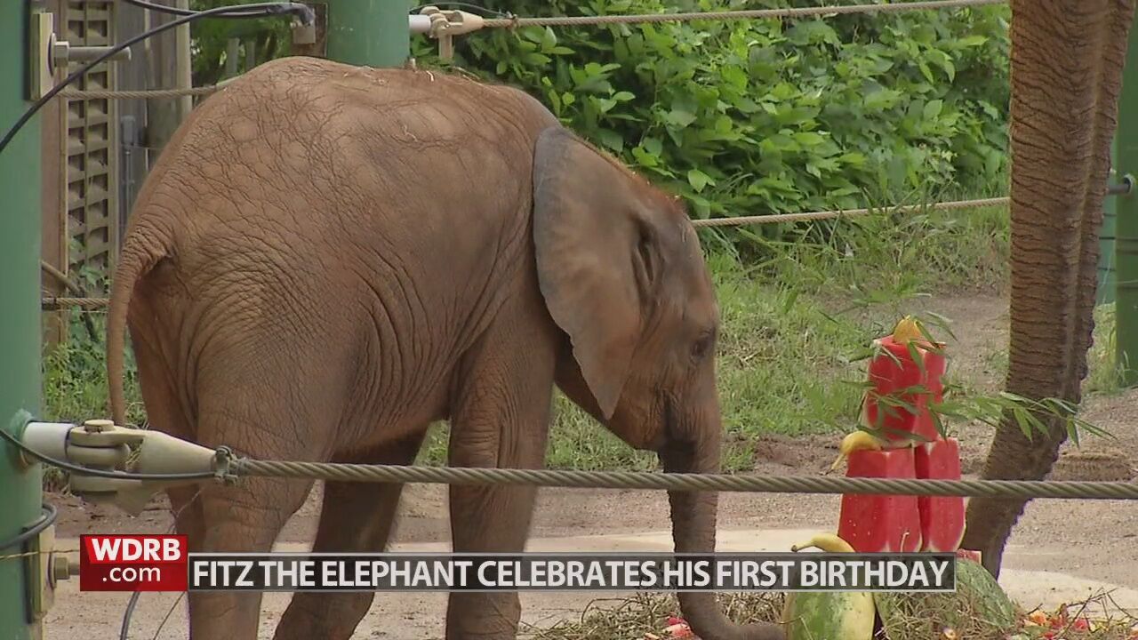 Fitz the elephant celebrates 1st birthday at Louisville Zoo